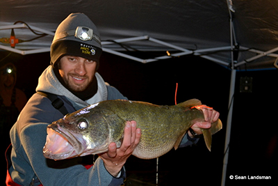 Sean Landsman, Carleton University, holds a large walleye recovering from a surgery to implant an acoustic telemetry tag. The fish also received two external floy tags (orange ribbons) which alert anglers to the presence of the acoustic tag. 